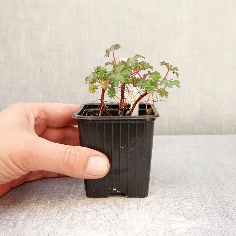 Spécimen de Geranium vivace dalmaticum - Géranium de Dalmatie Godet de 8/9 cm tel que livré au printemps