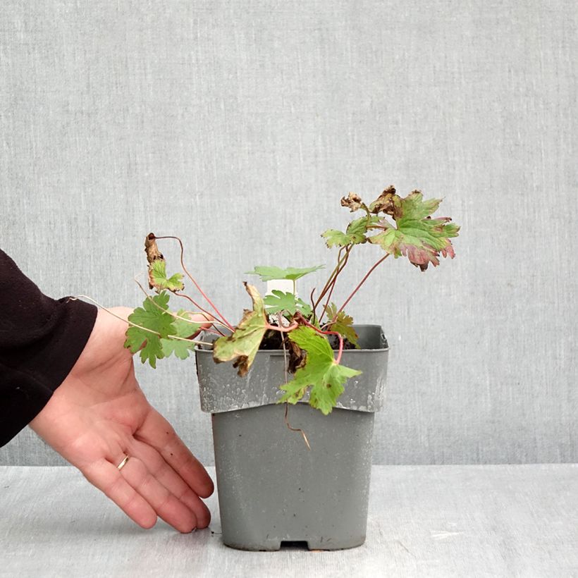 Spécimen de Géranium vivace Dragon Heart Pot de 2L/3L tel que livré en automne