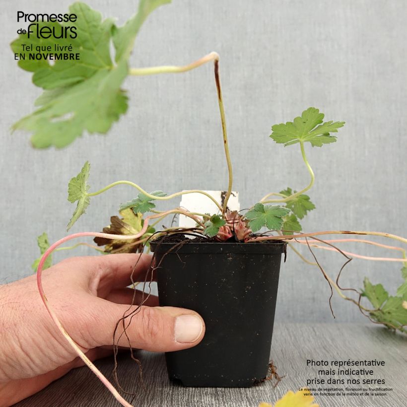 Spécimen de Géranium vivace Dreamland Godet de 8/9 cm tel que livré en automne