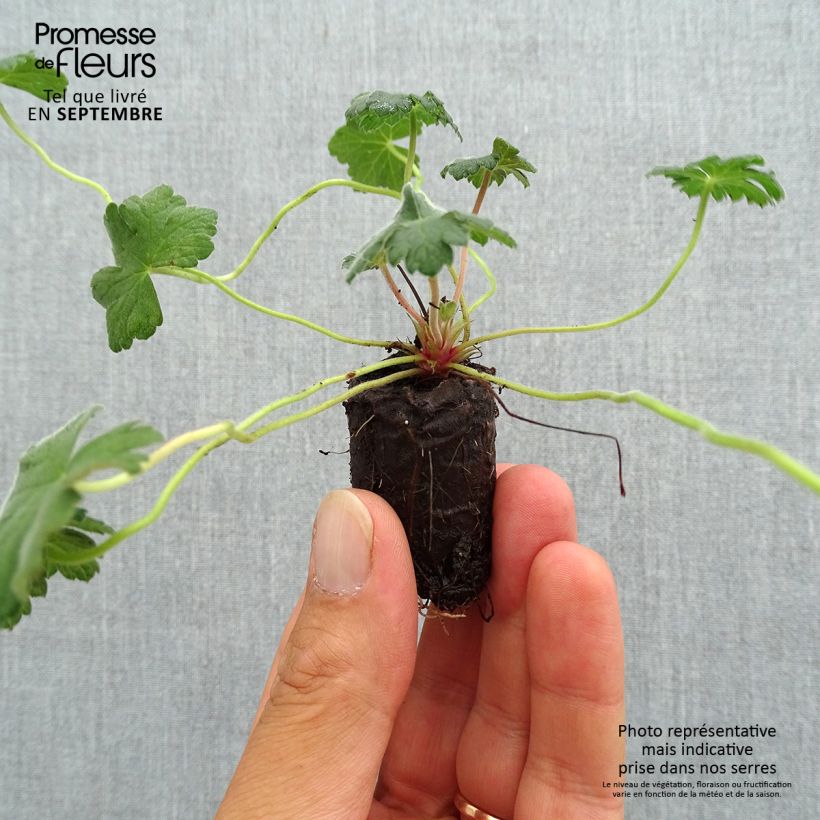 Example of Géranium vivace Dreamland Mini-motte Ø 3/4 cm as you get in automne