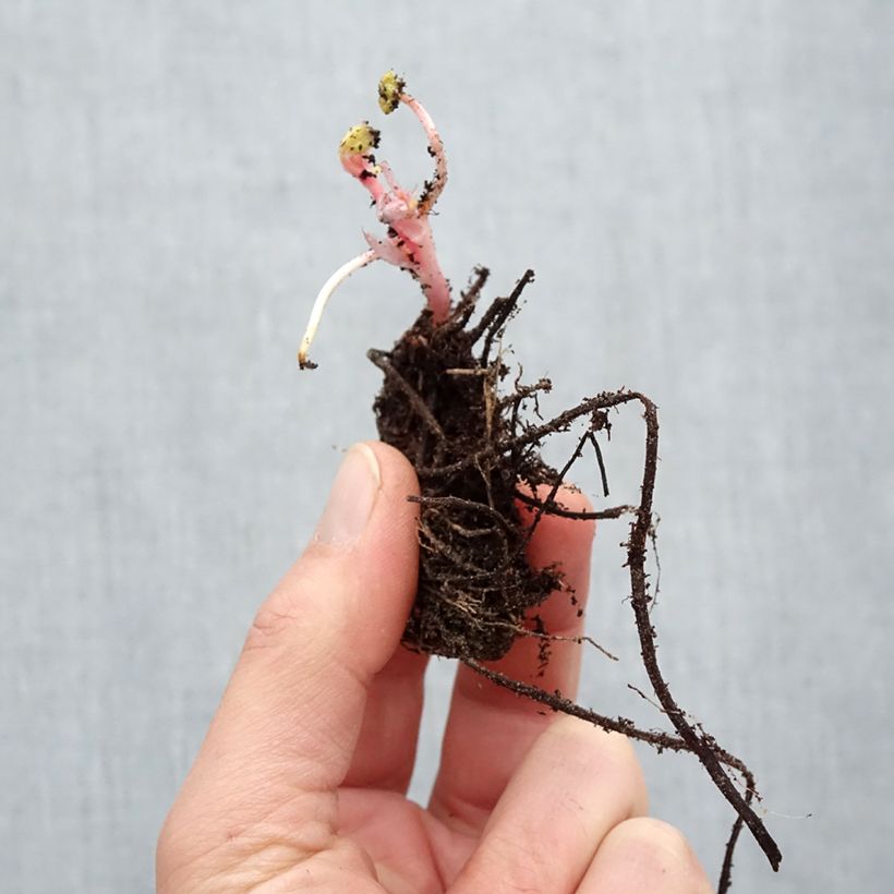 Example of Géranium vivace endressii Racines nues as you get in hiver