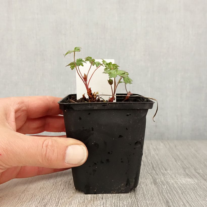 Example of Geranium vivace himalayense Gravetye - Géranium de l'hymalaya Godet de 8/9 cm as you get in printemps