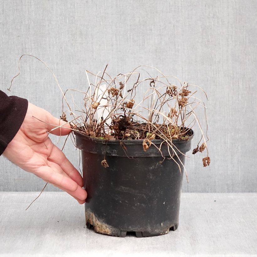 Example of Geranium vivace himalayense Gravetye - Géranium de l'hymalaya Pot de 2L/3L as you get in hiver