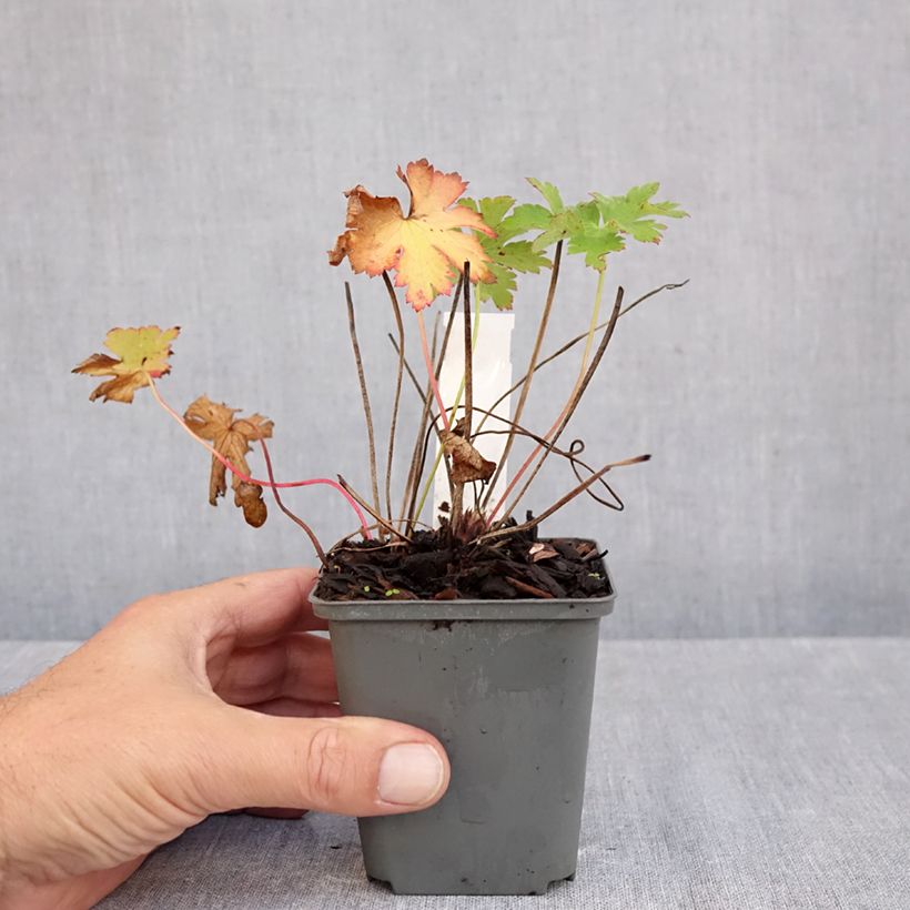 Spécimen de Géranium vivace ibericum Vital -  Geranium vivace d'Ibérie Godet de 8/9 cm tel que livré en automne