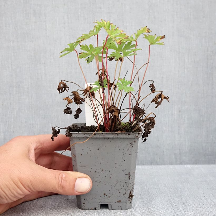 Spécimen de Geranium vivace Johnson's blue Godet de 8/9 cm tel que livré en automne