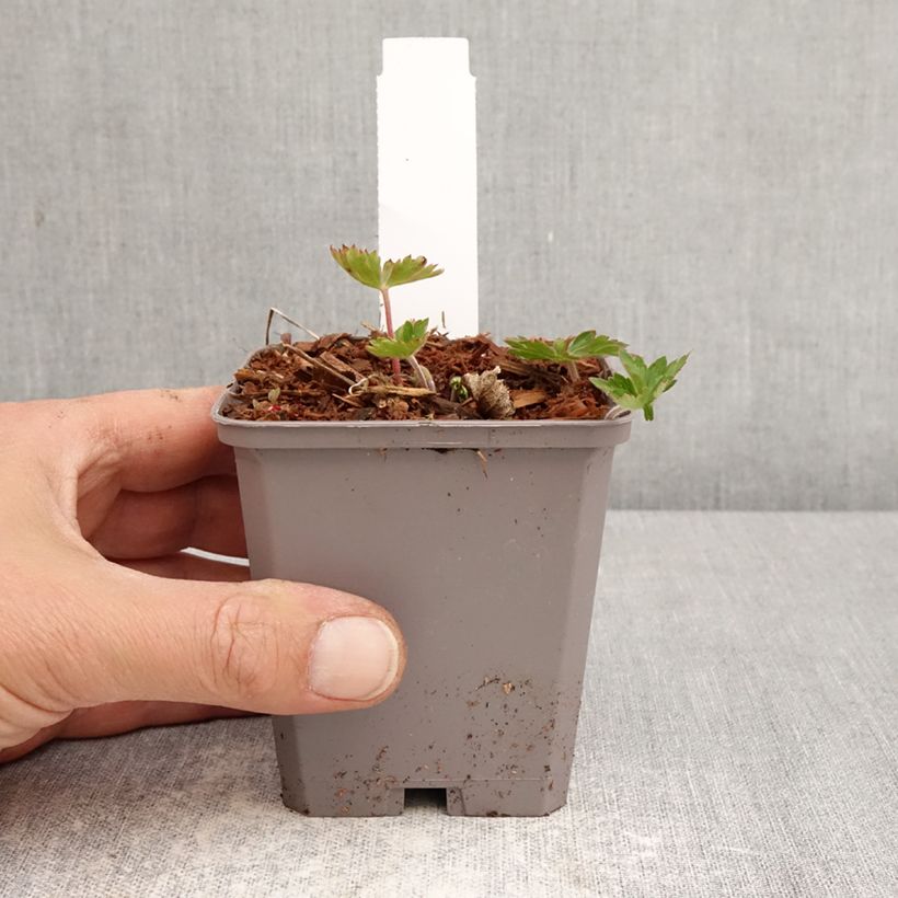 Spécimen de Géranium vivace Kelly-Anne Godet de 8/9 cm tel que livré au printemps
