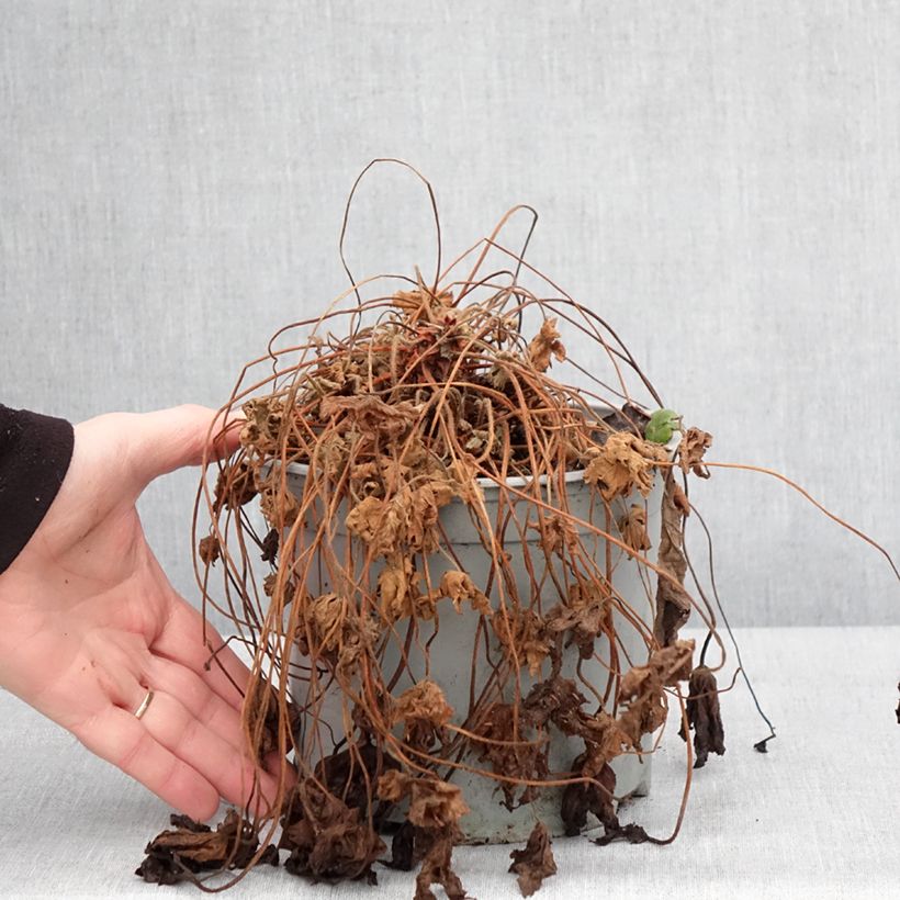 Example of Géranium vivace macrorrhizum Czakor Pot de 3L/4L as you get in hiver