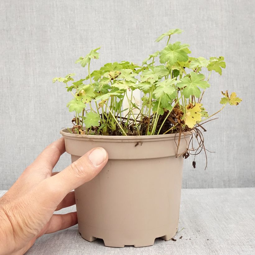 Spécimen de Geranium vivace macrorrhizum White Ness Pot de 2L/3L tel que livré en été