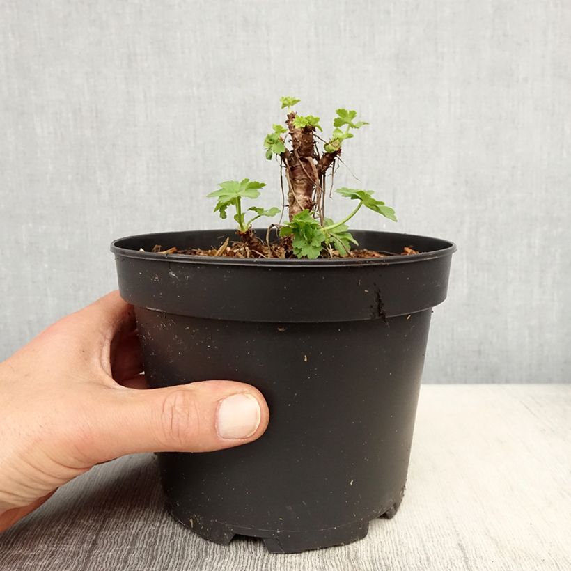 Example of Geranium vivace macrorrhizum White Ness Pot de 2L/3L as you get in printemps