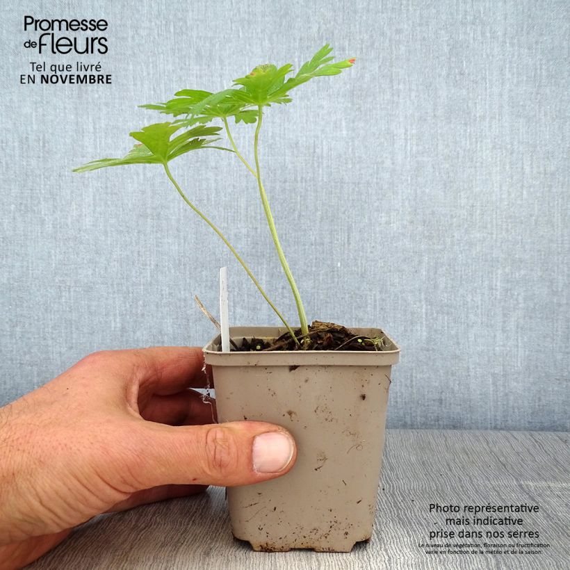 Spécimen de Géranium vivace maculatum Chatto Godet de 8/9 cm tel que livré en automne