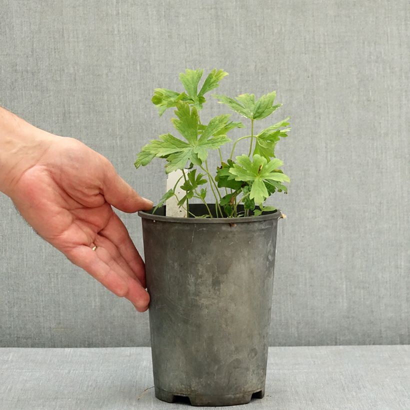 Spécimen de Géranium vivace maculatum Chatto Pot de 2L/3L tel que livré en été
