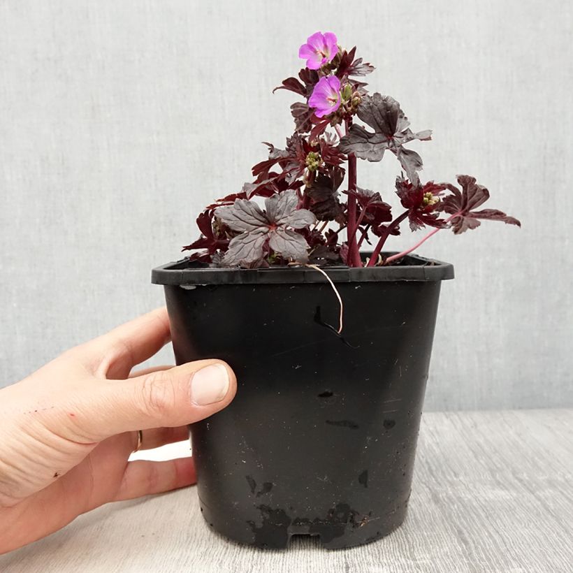 Example of Geranium vivace maculatum Stormy Night Pot de 2L/3L as you get in printemps