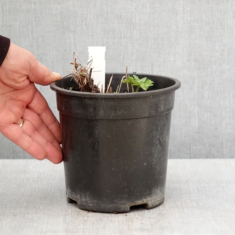 Spécimen de Géranium vivace magnificum Blue Blood Pot de 2L/3L tel que livré au printemps