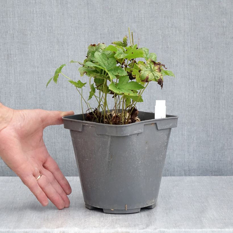 Spécimen de Géranium vivace nodosum  Pot de 2L/3L tel que livré en été