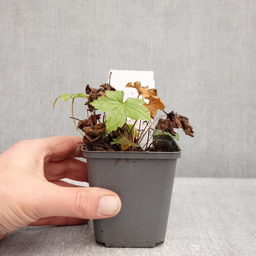 Example of Geranium vivace nodosum Tony's Talisman - Géranium noueux Godet de 8/9 cm as you get in hiver