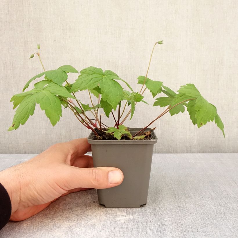 Spécimen de Geranium vivace nodosum Tony's Talisman - Géranium noueux Godet de 8/9 cm tel que livré au printemps