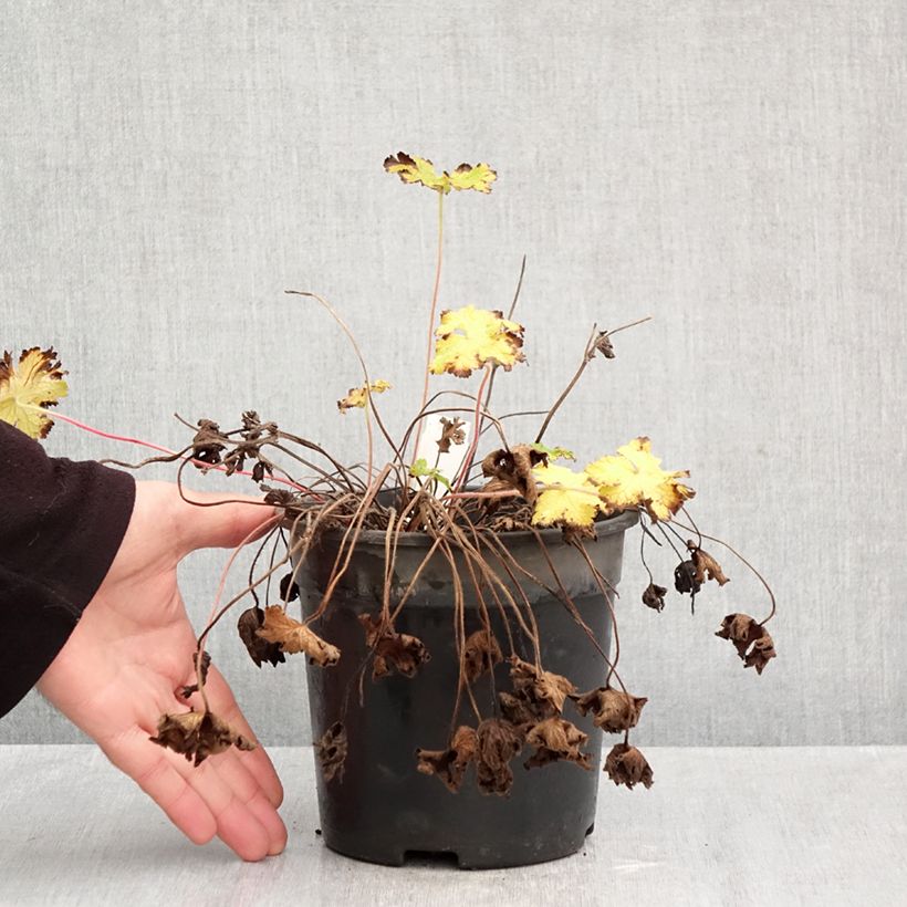 Spécimen de Géranium vivace Orion Pot de 2L/3L tel que livré en automne