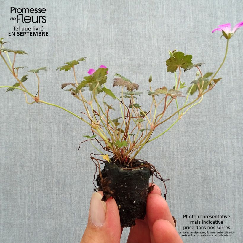 Example of Géranium vivace Orkney Cherry® Mini-motte Ø 3/4 cm as you get in automne