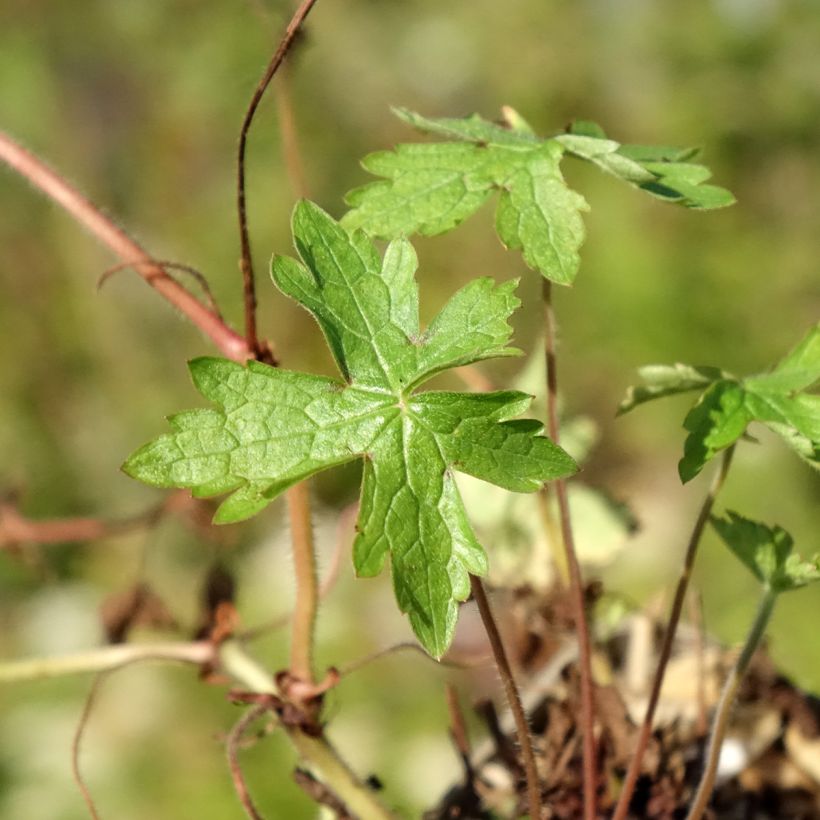 Géranium vivace oxonianum Ankum's White (Foliage)