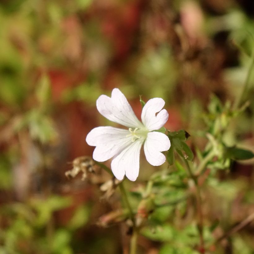 Géranium vivace oxonianum Ankum's White (Flowering)