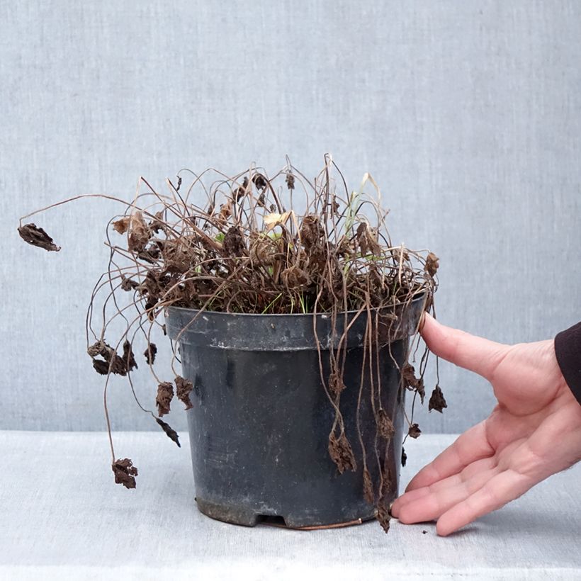 Example of Géranium vivace oxonianum Claridge Druce Pot de 2L/3L as you get in hiver