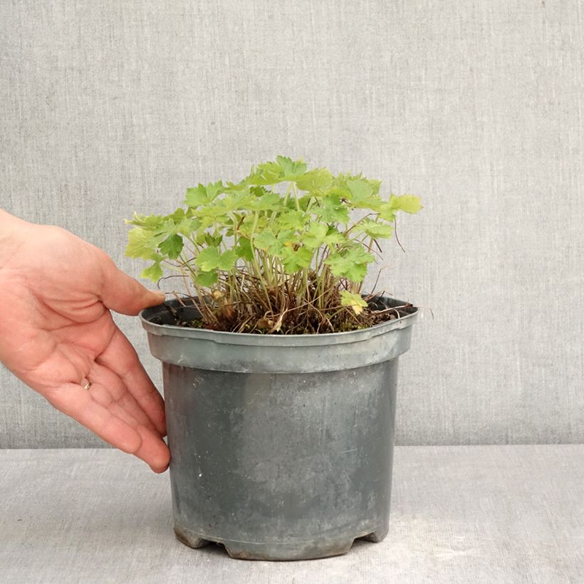 Spécimen de Géranium vivace oxonianum Claridge Druce Pot de 2L/3L tel que livré au printemps