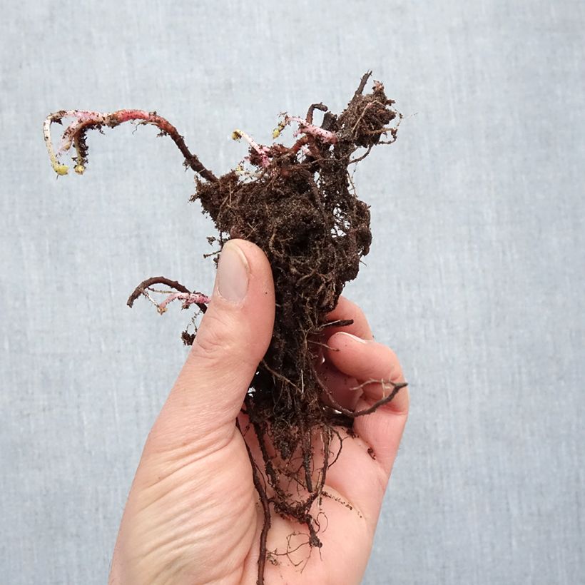 Example of Géranium vivace oxonianum Claridge Druce Racines nues as you get in hiver