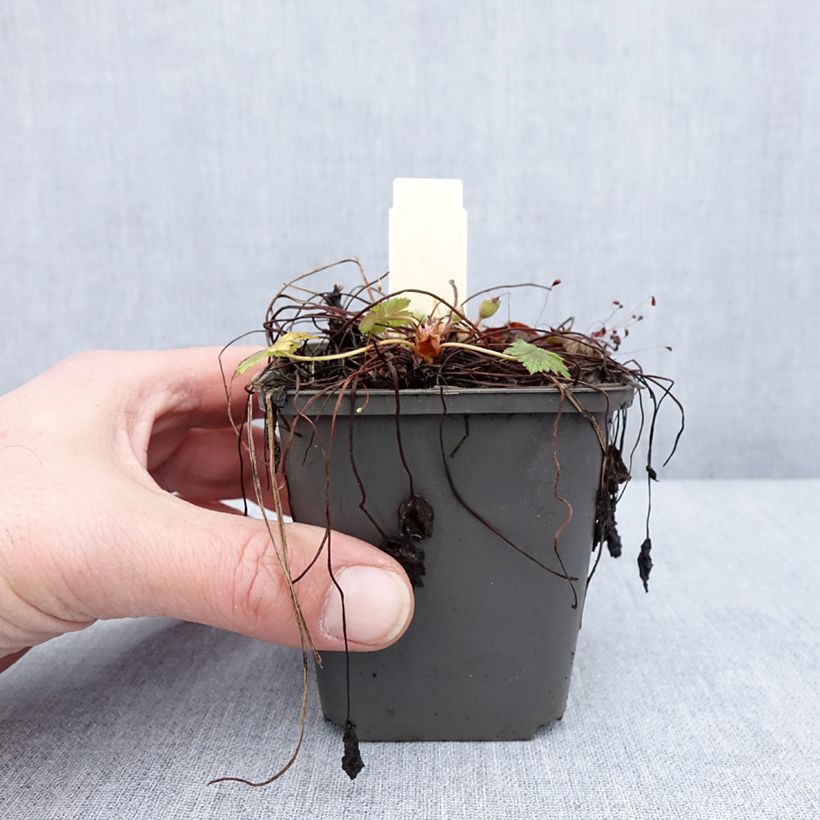 Spécimen de Géranium vivace oxonianum Walter s Gift Godet de 8/9 cm tel que livré en hiver