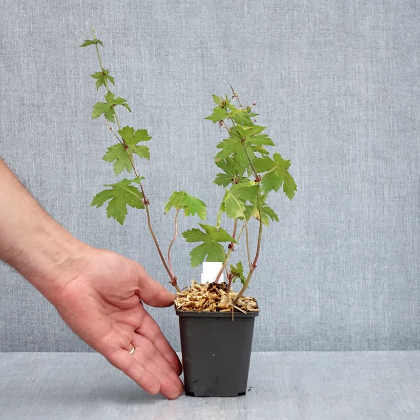 Spécimen de Géranium vivace phaeum Angelina Godet de 8/9 cm tel que livré au printemps