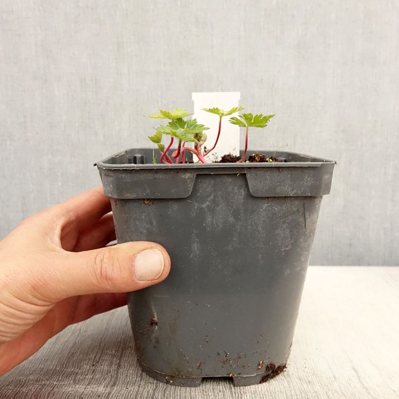 Example of Géranium vivace Pink Penny Pot de 2L/3L as you get in printemps