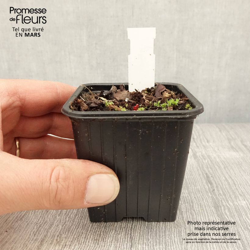 Example of Géranium vivace pratense Dark Eyes - Géranium des prés Godet de 8/9 cm as you get in printemps