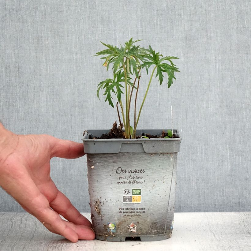 Spécimen de Géranium vivace pratense Double Jewel - Géranium des prés Pot de 2L/3L tel que livré en été