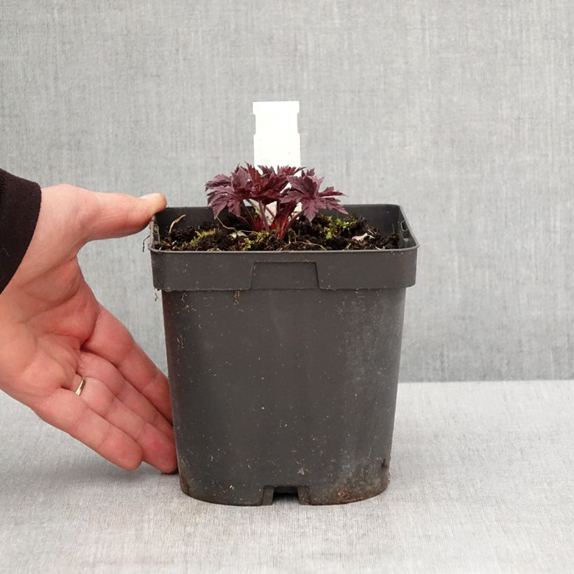 Example of Géranium vivace pratense Hocus Pocus Pot de 2L/3L as you get in printemps