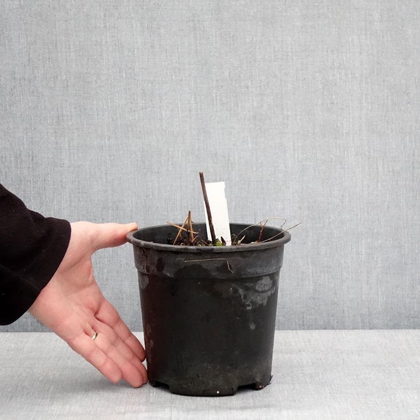 Example of Geranium vivace pratense Laura - Géranium des près  Pot de 2L/3L as you get in hiver