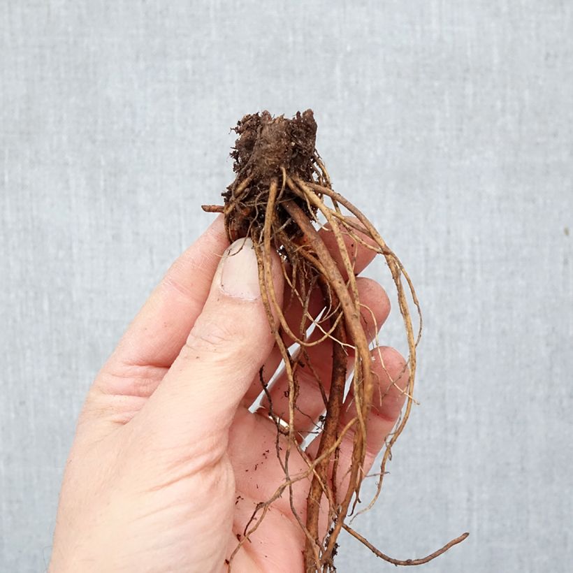 Spécimen de Geranium vivace pratense Laura - Géranium des près  Racines nues, Qualité Extra équivalant à un pot de 2L tel que livré en hiver
