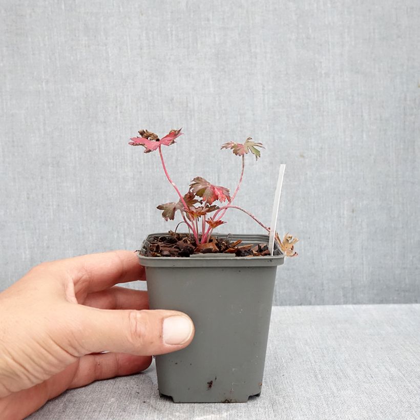 Spécimen de Geranium vivace pratense Marshmallow - Géranium des près rose bonbon Godet de 8/9 cm tel que livré en automne