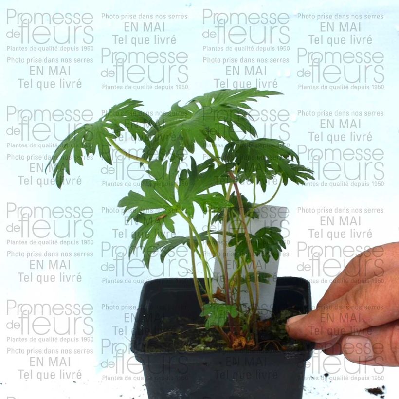 Exemple de spécimen de Géranium vivace pratense Plenum Violaceum - Géranium des prés Godet de 8/9 cm tel que livré