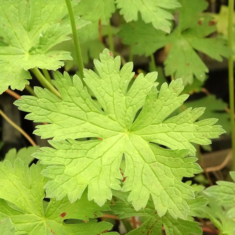 Geranium vivace psilostemon JS Ma Tu Vu (Foliage)