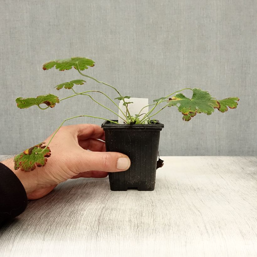 Spécimen de Géranium vivace renardii Godet de 8/9 cm tel que livré en automne