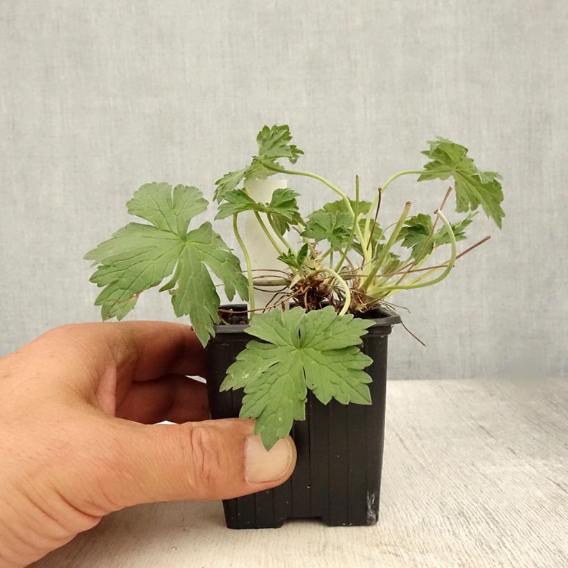 Spécimen de Géranium vivace riversleaianum Russell Prichard Godet de 8/9 cm tel que livré en été