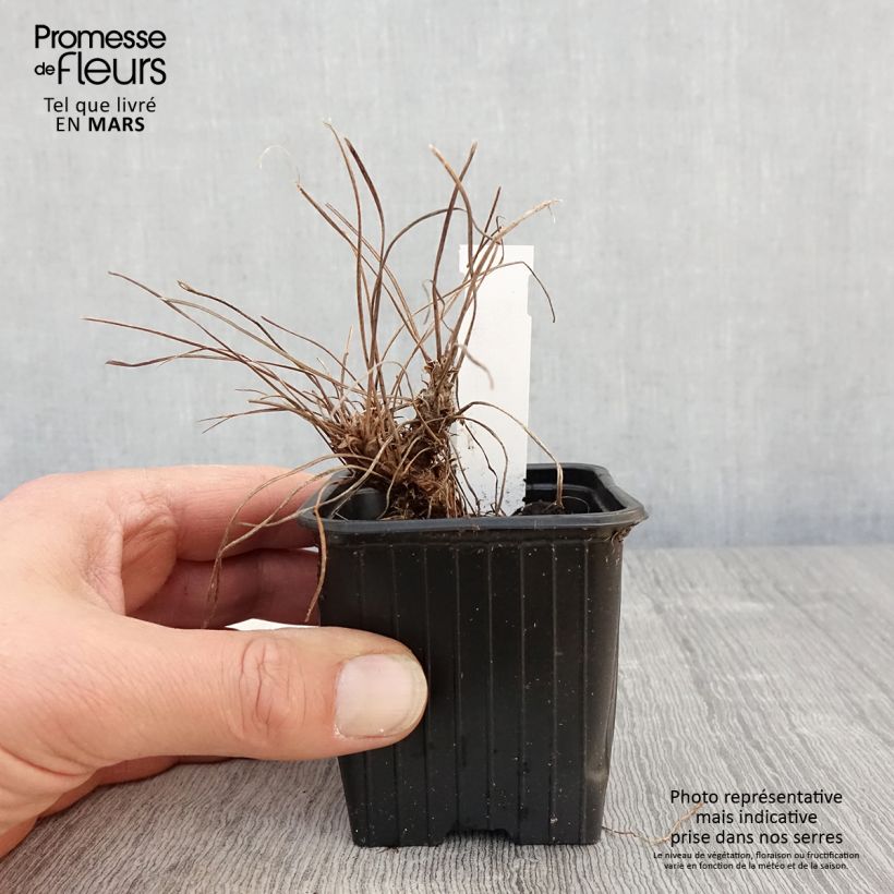 Example of Géranium vivace riversleaianum Russell Prichard Godet de 8/9 cm as you get in printemps