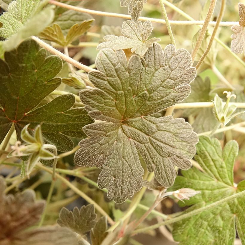 Géranium vivace Rothbury Red (Foliage)