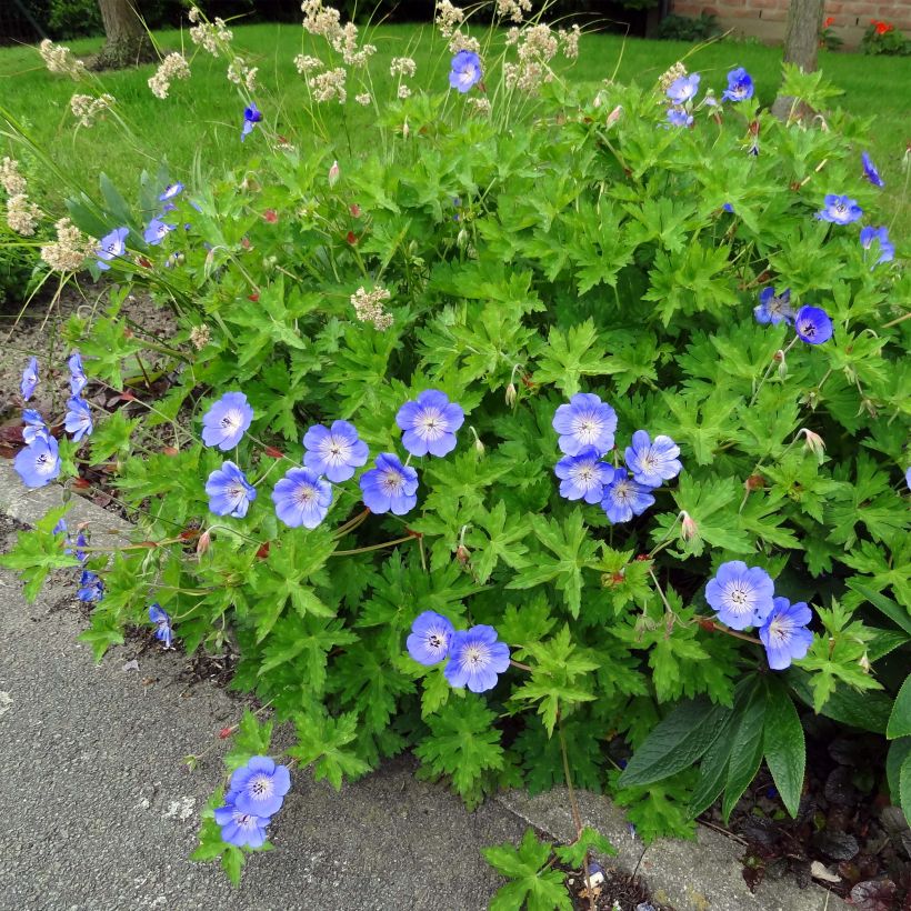 Géranium vivace Rozanne (Foliage)