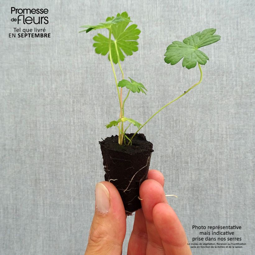 Example of Géranium vivace Rozanne Mini-motte Ø 3/4 cm as you get in automne