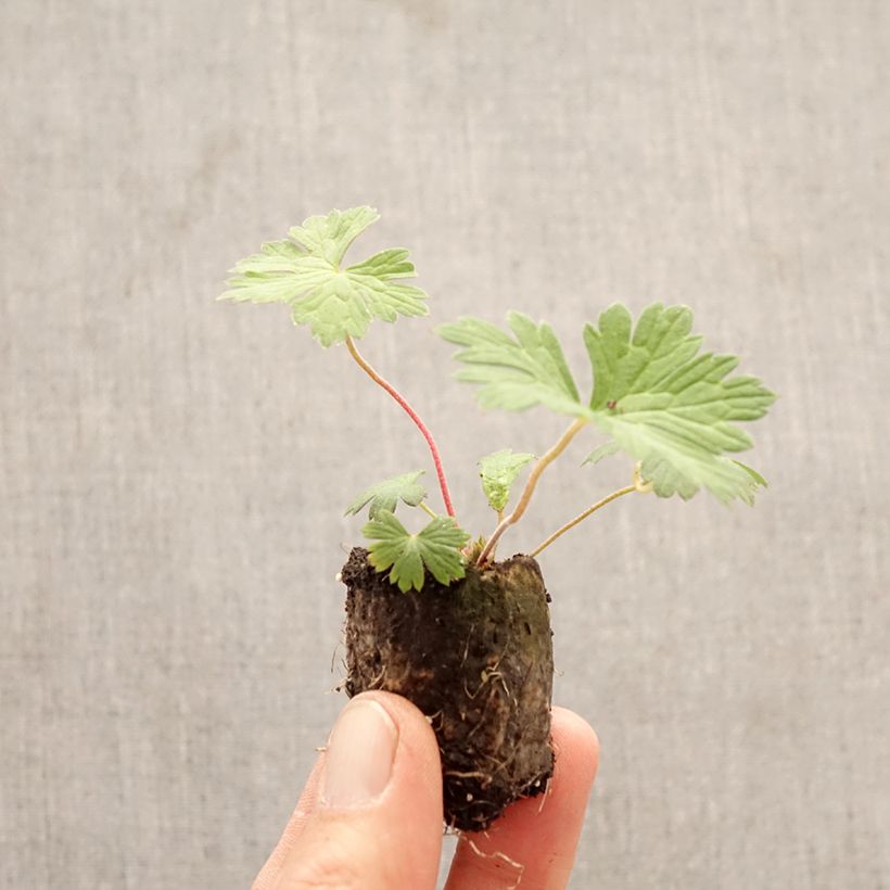 Spécimen de Géranium vivace Rozanne Mini-motte Ø 3/4 cm tel que livré au printemps
