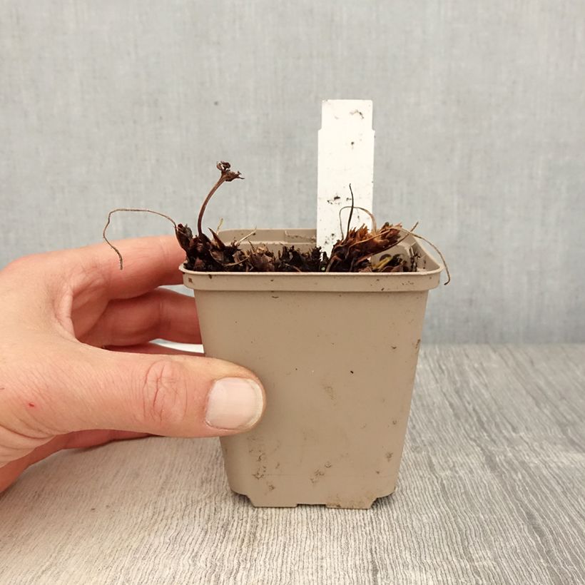 Spécimen de Géranium vivace Sabani Blue Godet de 8/9 cm tel que livré au printemps