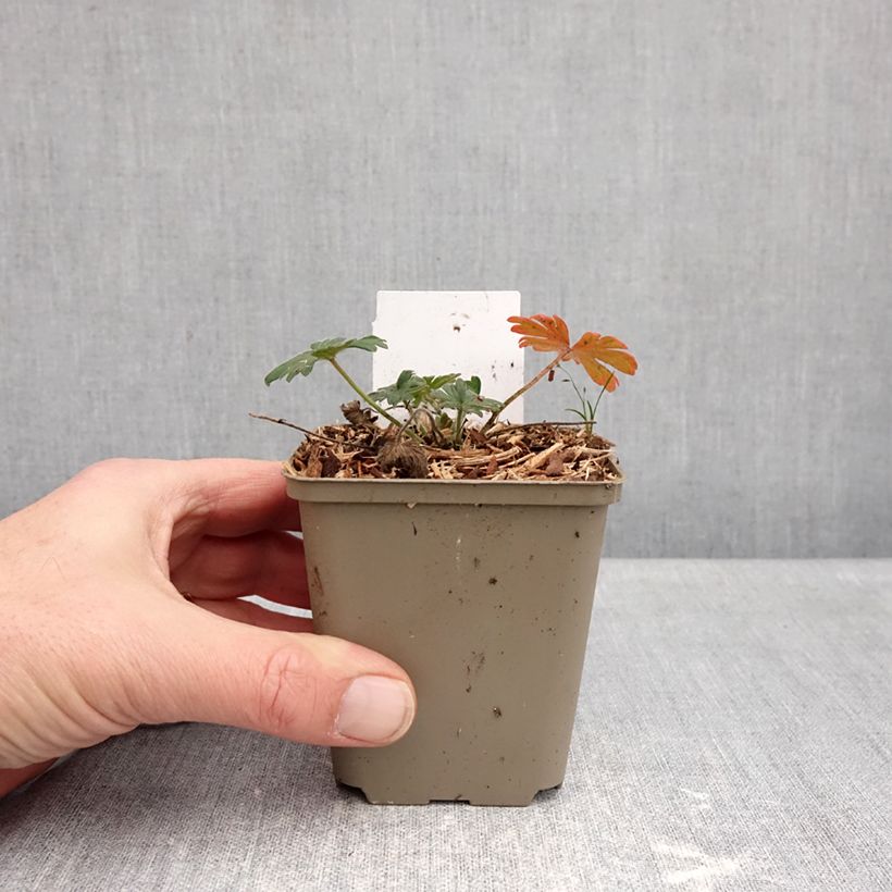 Example of Géranium vivace sanguin Ankum's Pride - Géranium sanguineum Godet de 8/9 cm as you get in hiver