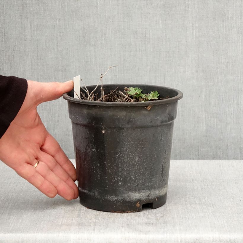 Example of Géranium vivace sanguin Ankum's Pride - Géranium sanguineum Pot de 2L/3L as you get in printemps