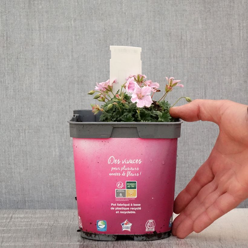 Example of Geranium vivace sanguineum Pink Pouffe Pot de 2L/3L as you get in printemps