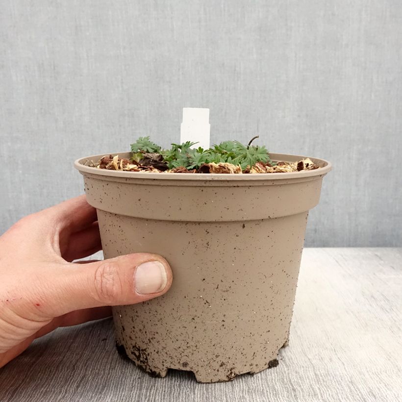 Example of Géranium vivace sanguineum striatum Pot de 2L/3L as you get in printemps